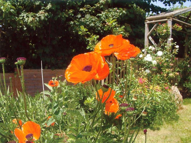 Wheelwrights Bed and Breakfast Abbotsbury Εξωτερικό φωτογραφία